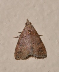 Alapadna pauropis