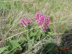 Pedicularis dasystachys