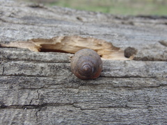 Fruticicola fruticum