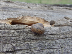 Fruticicola fruticum