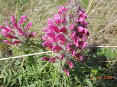 Pedicularis dasystachys