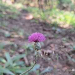 Cirsium pannonicum, photograph author not stated, no rights reserved