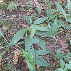 Cirsium pannonicum, photograph author not stated, no rights reserved