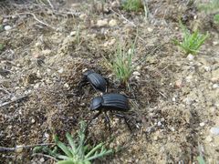 Stenomorpha lecontella