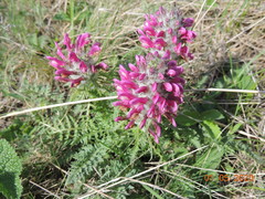 Pedicularis dasystachys