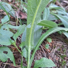 Cirsium pannonicum, photograph author not stated, no rights reserved