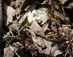 Anemonoides amurensis