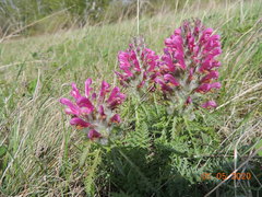 Pedicularis dasystachys