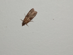 Calguia defiguralis