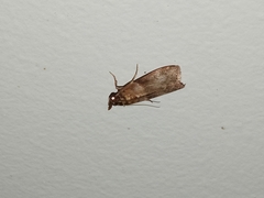 Calguia defiguralis