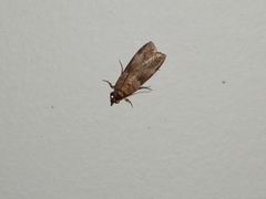Calguia defiguralis