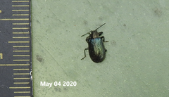 Gastrolina thoracica