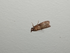 Calguia defiguralis
