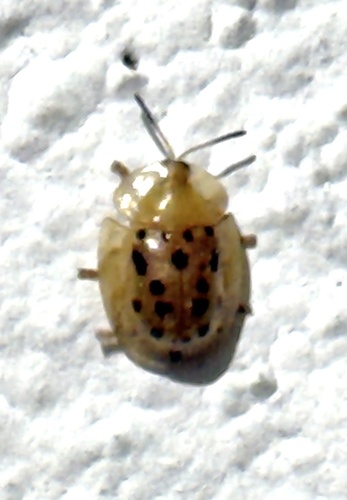 Aspidomorpha nigromaculata