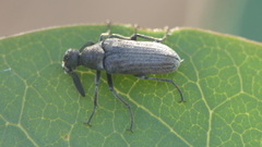 Ptilophorus dufouri