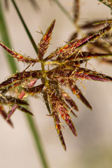 Cyperus longus