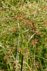 Cyperus longus