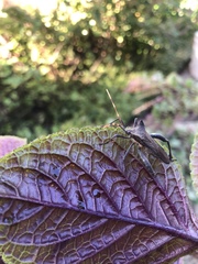 Elasmopoda alata