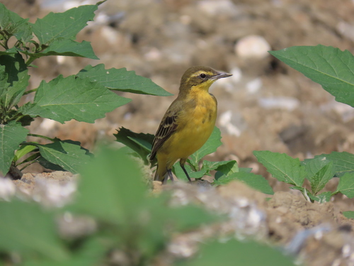 Eastern Yellow Wagtail