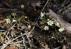 Anemonoides amurensis