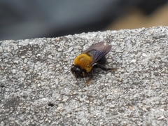 Xylocopa appendiculata