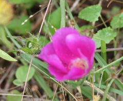 Callirhoe involucrata