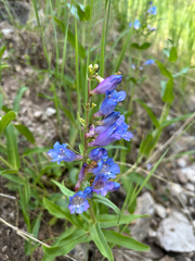Penstemon glaber
