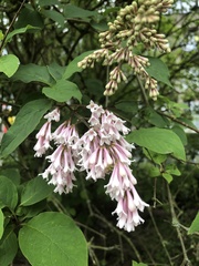 Deutzia pulchra