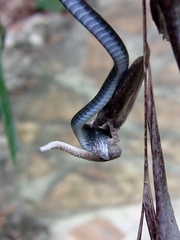 Philothamnus punctatus