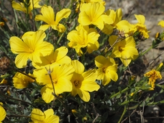 Linum pallasianum