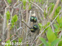 Poecilocoris splendidulus