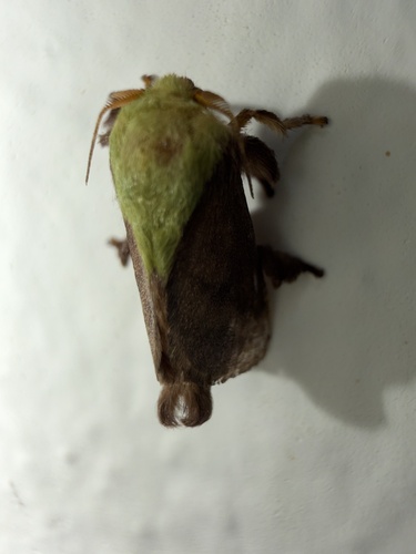 Latoia nana