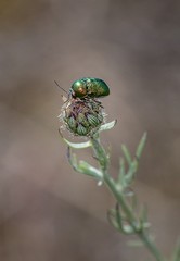 Cryptocephalus sericeus