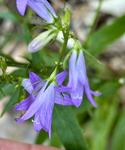 Campanula rapunculus, photograph 3
