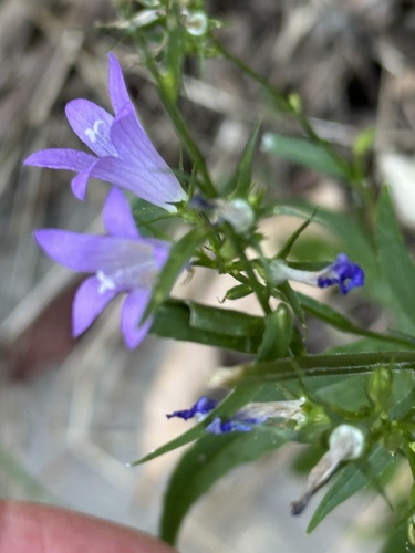 Campanula rapunculus, photograph 5