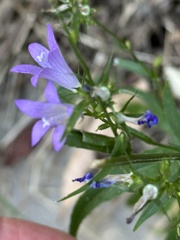 (c) Laura Liedtke, some rights reserved (CC BY) Campanula rapunculus, photograph (c) Laura Liedtke, some rights reserved (CC BY)