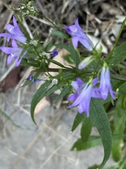 (c) Laura Liedtke, some rights reserved (CC BY) Campanula rapunculus, photograph (c) Laura Liedtke, some rights reserved (CC BY)