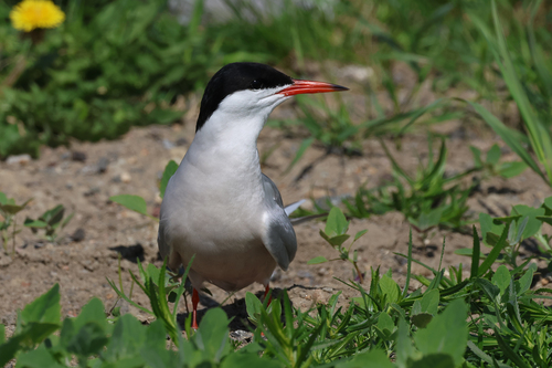 Charrán común (Sterna hirundo)