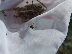 Phasia subcoleoptrata