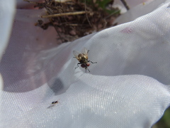 Phasia subcoleoptrata