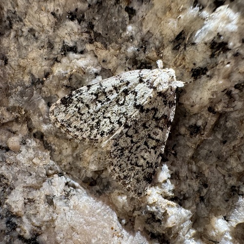 iNaturalist observation photo of Cutworms and Dart Moths