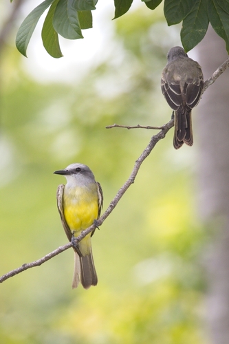 Tropical Kingbird