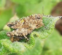 Tetrix nodulosa