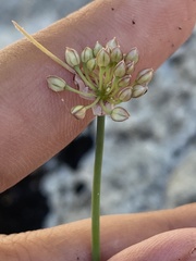 Allium psebaicum, photograph (c) Илья Руденко, some rights reserved (CC BY)