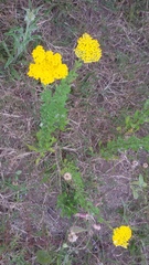 Achillea ageratum