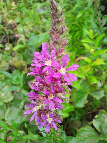purple loosestrife