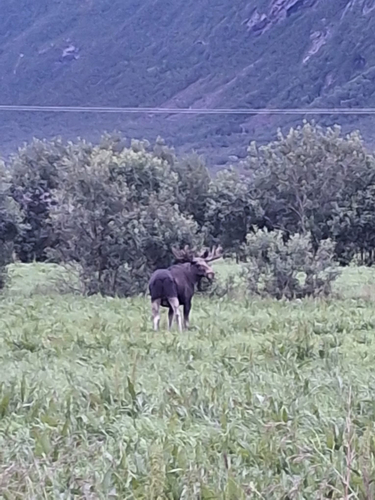 Moose