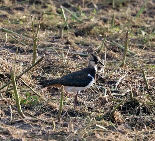 Northern Lapwing