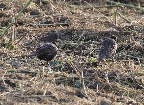 European Starling