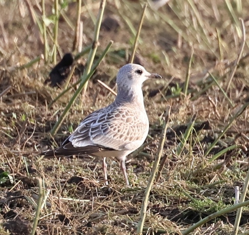 Common Gull